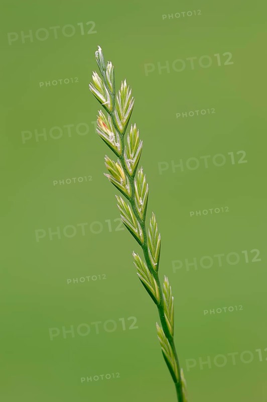 Perennial Ryegrass (Lolium perenne)
