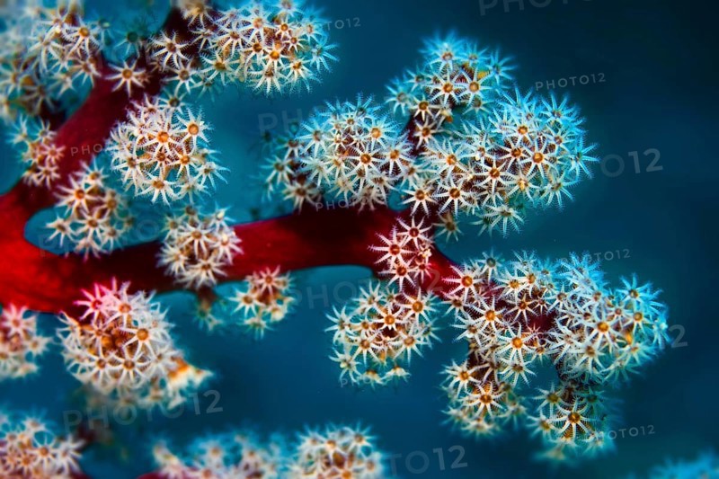 Cherry Blossom Coral or Godeffroy's Soft Coral (Siphonogorgia godeffroyi)