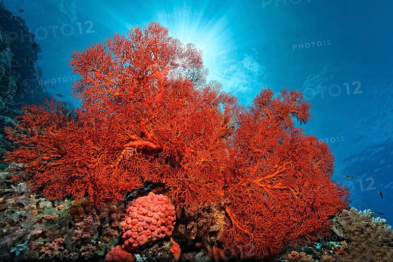 Knotted Fan Coral (Melithaea ochracea)