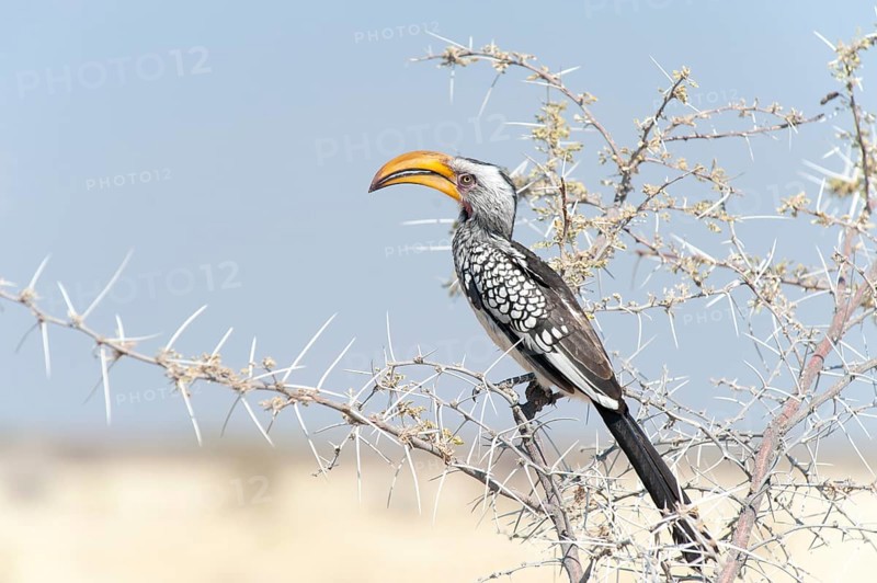 Eastern Yellow-billed Hornbill (Tockus flavirostris) perched on a thorny acacia branch