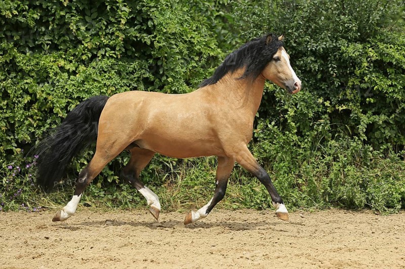Welsh Pony B