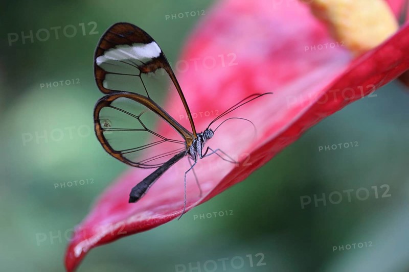 Glasswinged Butterfly (Greta oto) on a Flamingo flower (Anthurium)