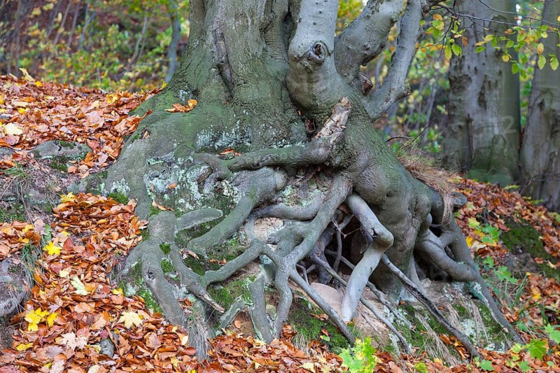Tree roots of a Beech (Fagus sp.)