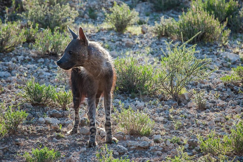 Brown Hyena (Parahyaena brunnea)
