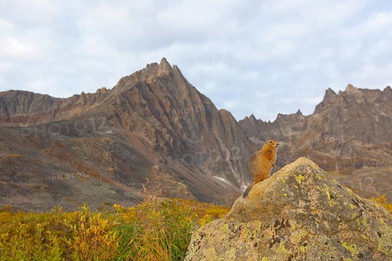 Arctic Ground Squirrel (Urocitellus parryii) on a rock