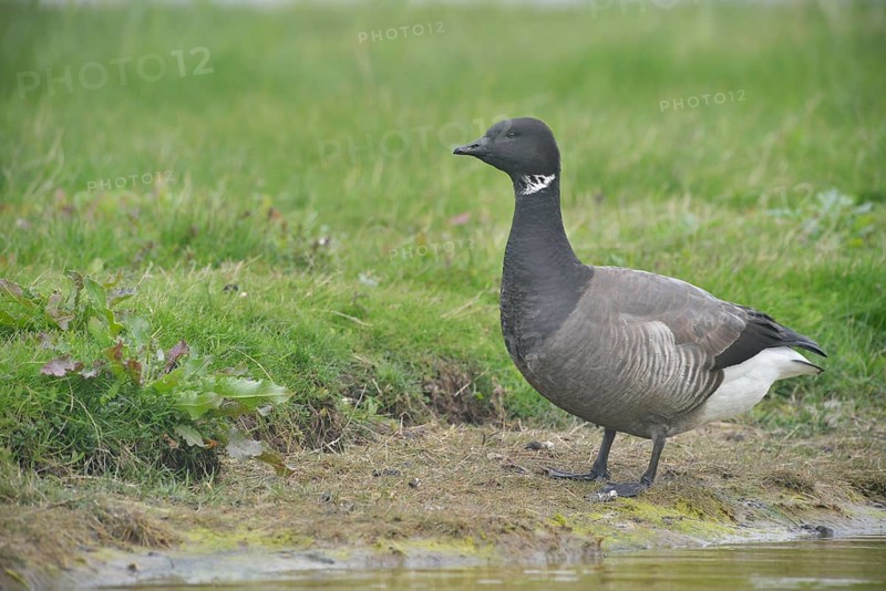Brant Goose (Branta bernicla)