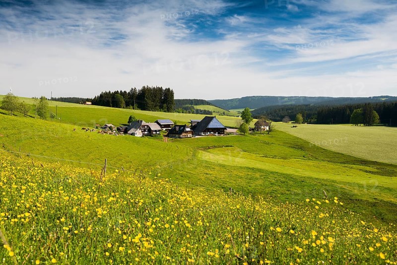 Flower meadow