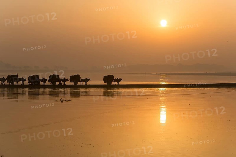 Bullock carts crossing the Yamuna river on a dam at sunrise