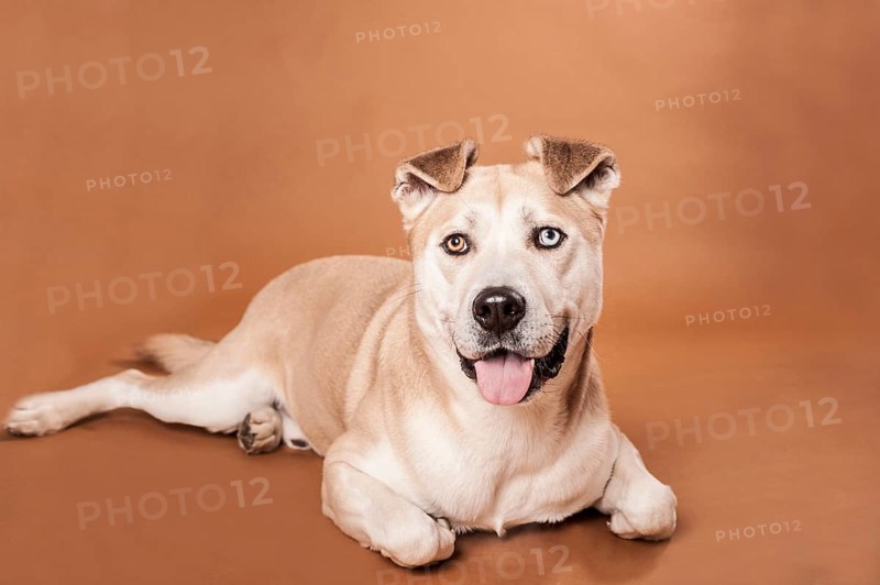 Akita Inu mixed-breed dog