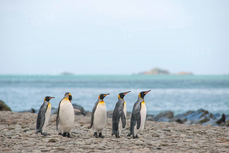 King Penguins (Aptenodytes patagonicus)