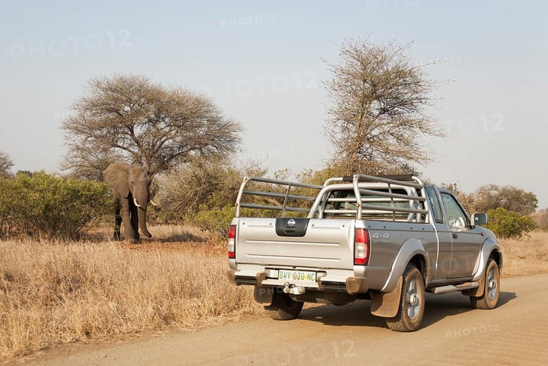 African Elephant (Loxodonta africana)