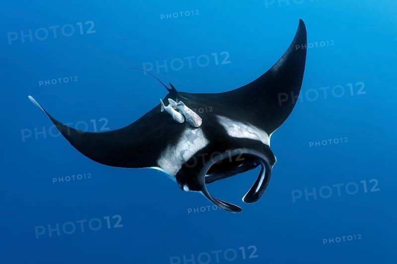 Reef manta ray (Manta alfredi)