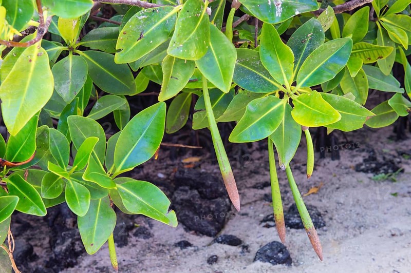 Red Mangrove (Rhizophora mangle)