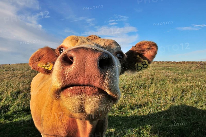 Curious cow near Birsay