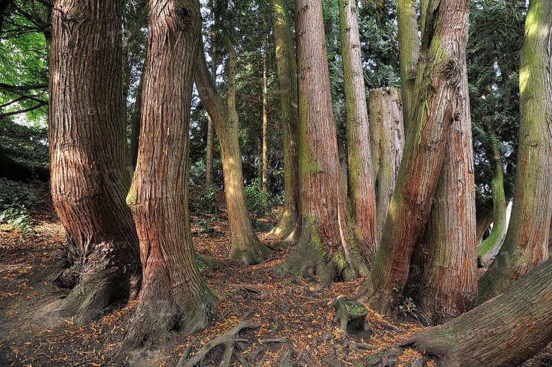 Forest area with Dawn Redwood trees (Metasequoia glyptostroboides)