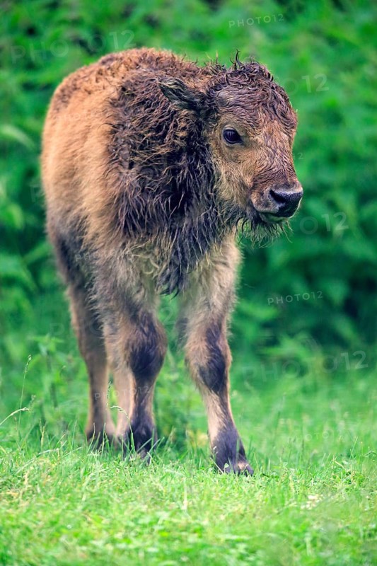 American Bison or American Buffalo (Bison bison)