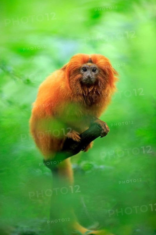 Golden Lion Tamarin (Leontopithecus rosalia)