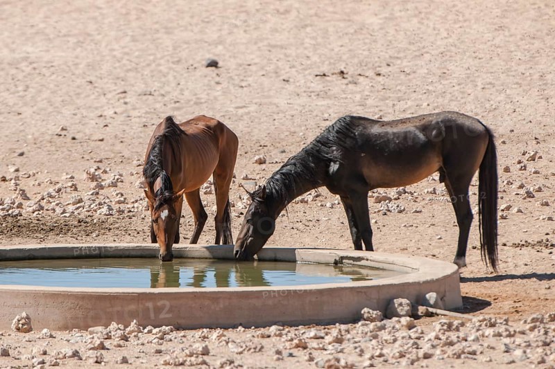 Wild horses at a watering pool in the Namib Desert