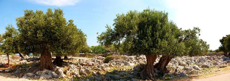 Ancient Olive trees (Olea europaea)