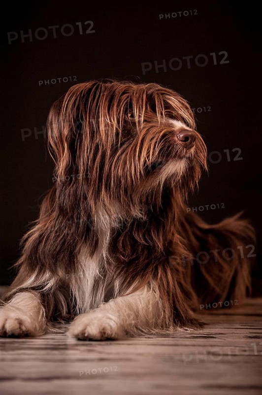 Lying brown mixed-breed dog