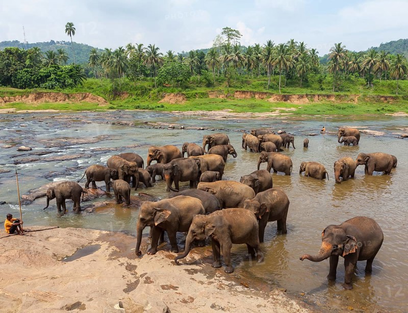Herd of Asian elephants (Elephas maximus) from the Pinnawala Elephant Orphanage bathing in the Maha Oya river