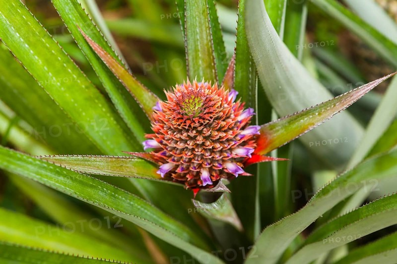 Pineapple plant (Ananas comosus)