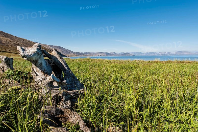 Whale Bone Alley