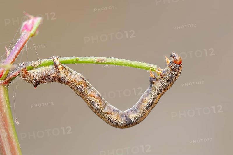 Caterpillar