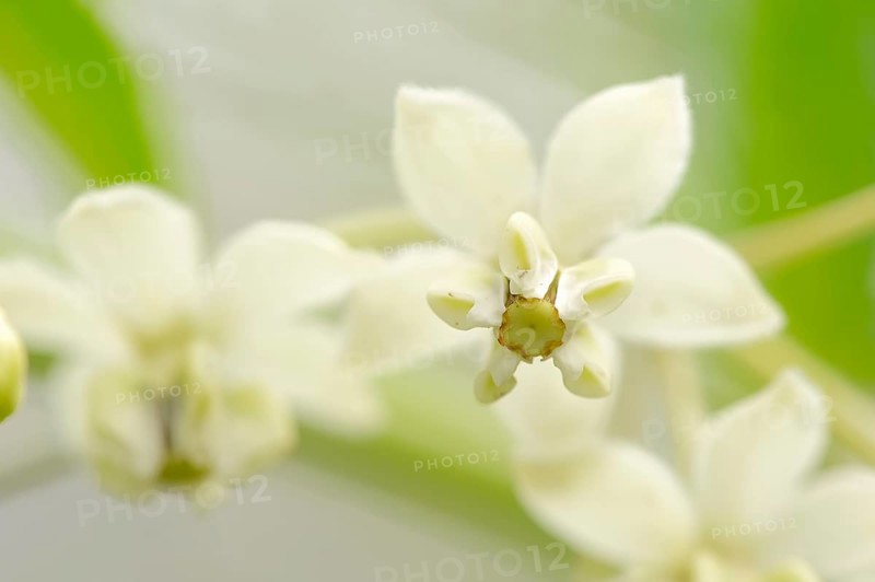 Narrow-leaf Cotton Bush or Milkweed (Gomphocarpus fruticosus
