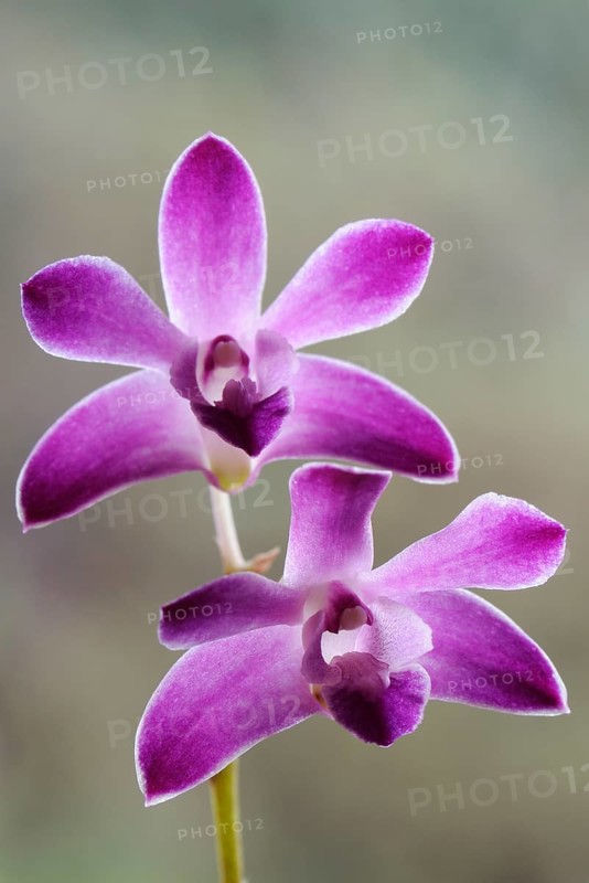 Moth Orchid (Phalaenopsis)