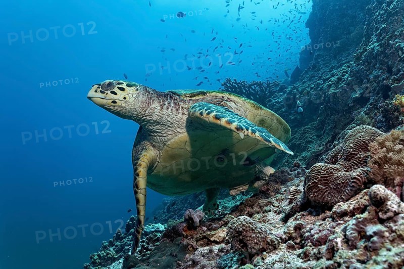 Hawksbill Sea Turtle (Eretmochelys imbricata) swimming over a coral reef