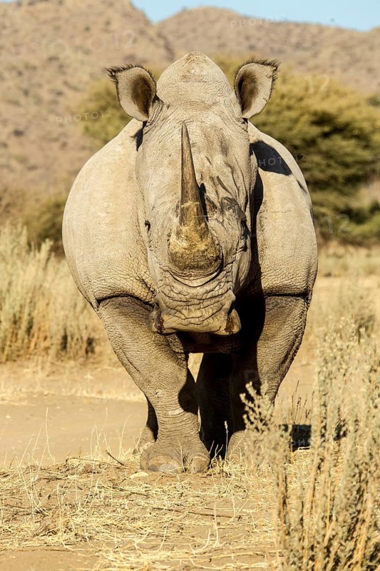 White Rhinoceros (Ceratotherium simum)