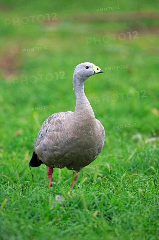 Cape Barren goose (Cereopsis novaehollandiae)