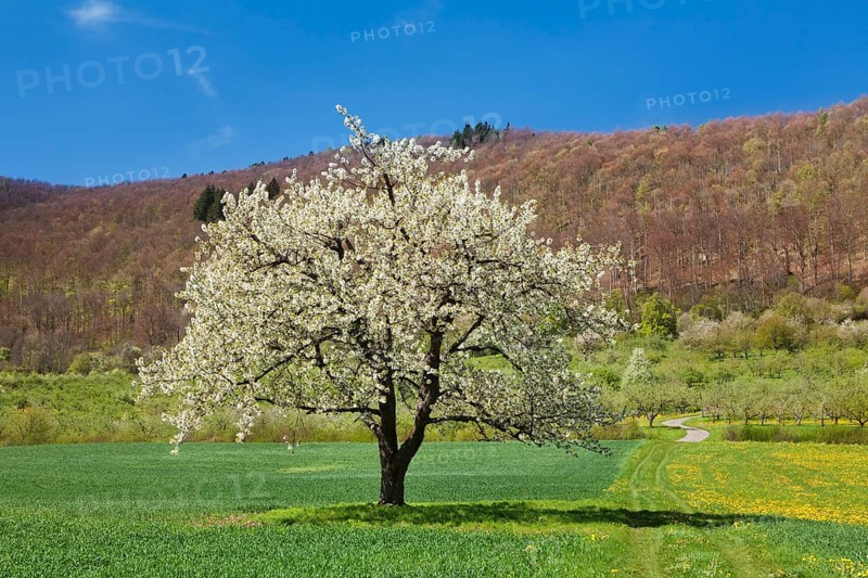 Fruit tree in blossom on a meadow in spring