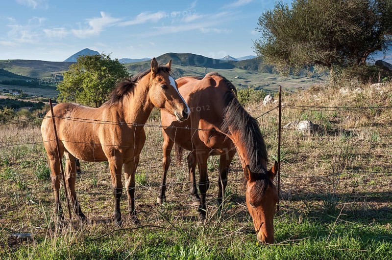Mare with foal on a pasture