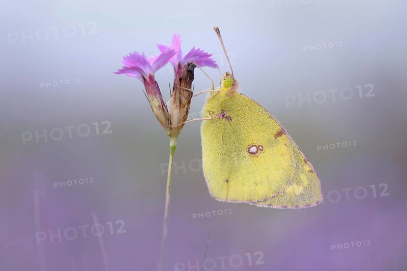 Pale Clouded Yellow (Colias hyale)