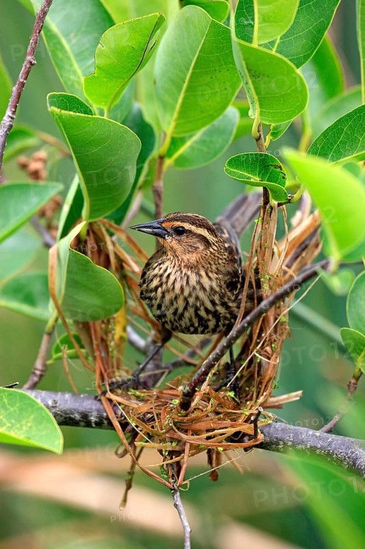 Red-winged Blackbird (Agelaius phoeniceus)