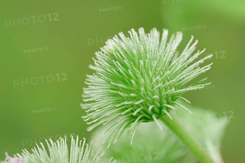 Greater Burdock (Arctium lappa)