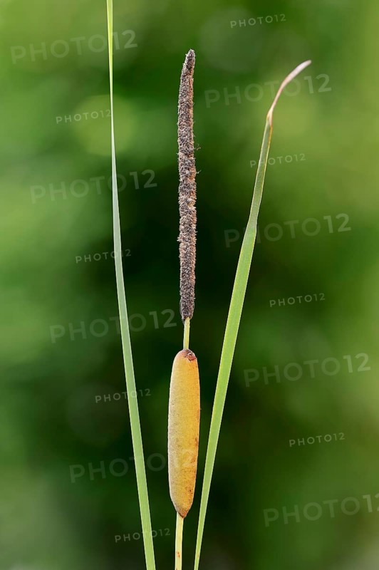 Lesser Bulrush (Typha angustifolia)