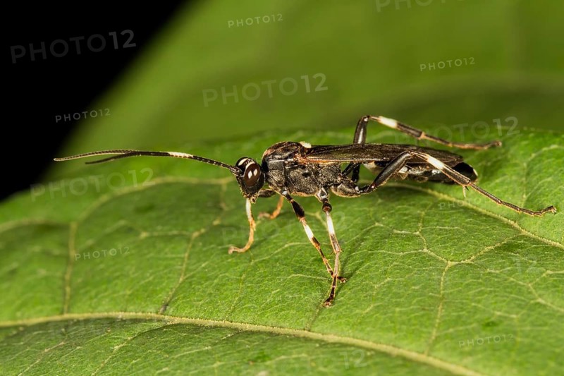Ichneumon wasp (Achaius oratorius)