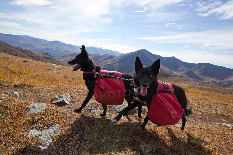 Two Alaskan Huskies as pack dogs