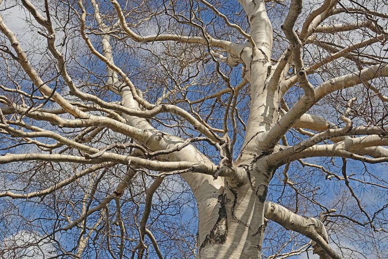 Etna Birch (Betula aetnensis)