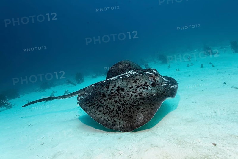 Black-spotted Stingray or Blotched Fantail Ray (Taeniura meyeni)