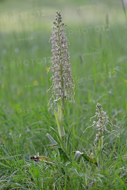 Lizard Orchid (Himantoglossum hircinum)