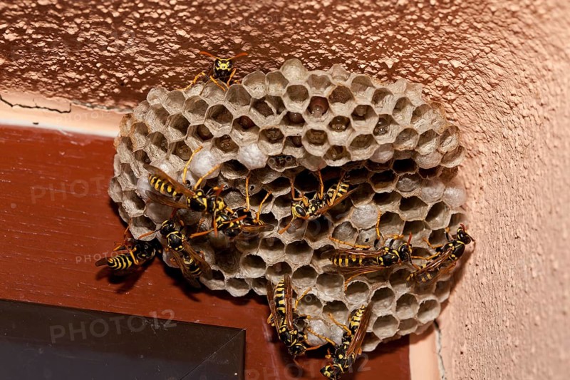 European paper wasps (Polistes dominula)