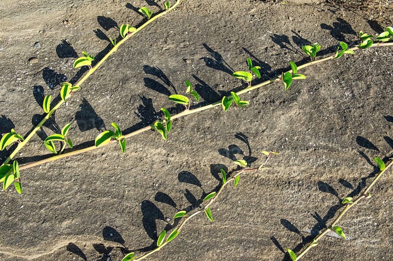 Vegetation growing on lava field