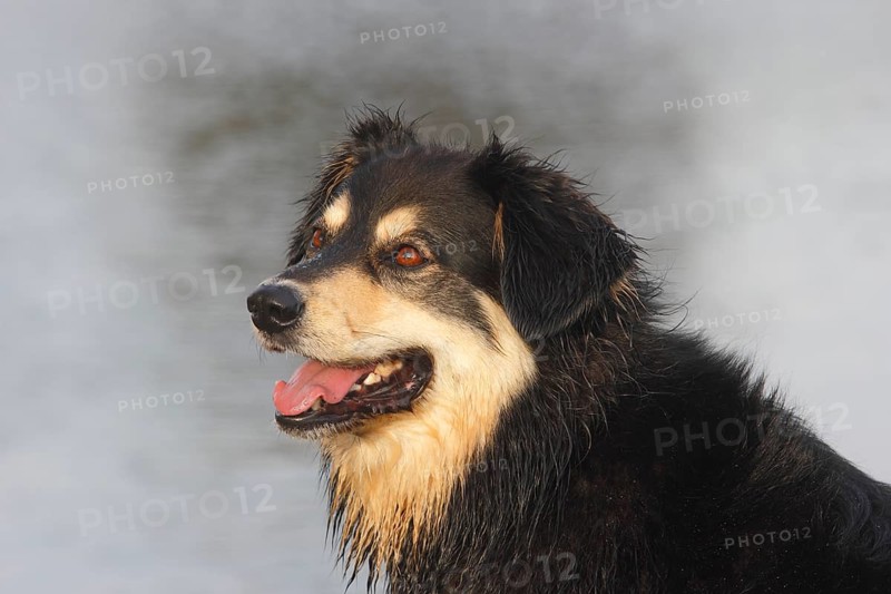 Australian Shepherd Mix
