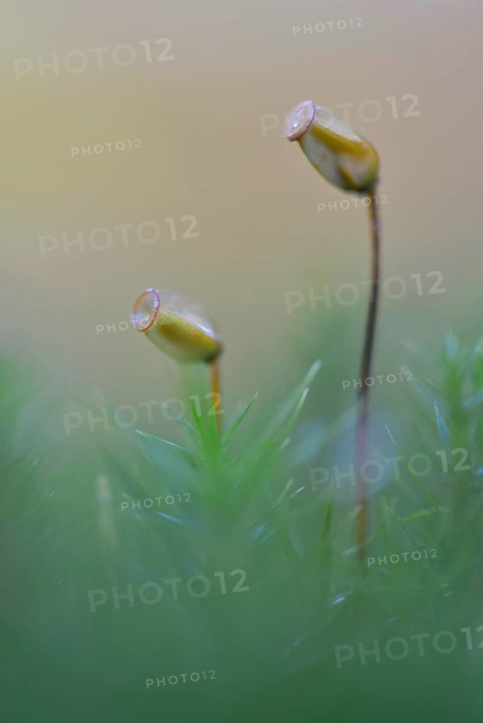 Bank Haircap Moss (Polytrichum formosum)