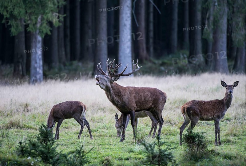 Stag (Cervus elaphus) in rut bugling on a clearing