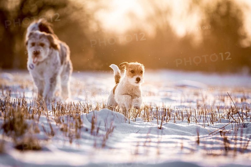 Young Jack Russell Terrier bitch and a mixed-breed dog walking over a field in the light of the sunrise